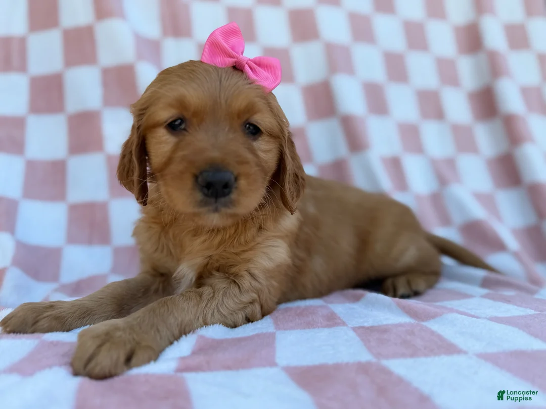 Golden Retriever dogs for sale: Mittens  - Ad 2