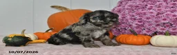 Cockapoo dogs for sale: Trevor - Ad 4