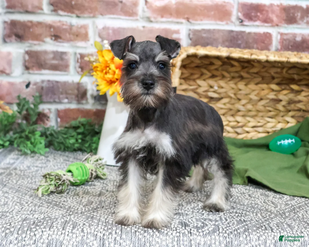 Miniature Schnauzer dogs for sale: Denver - Ad 1