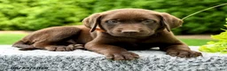 Labrador Retriever dogs for sale: Ryder - Ad 2