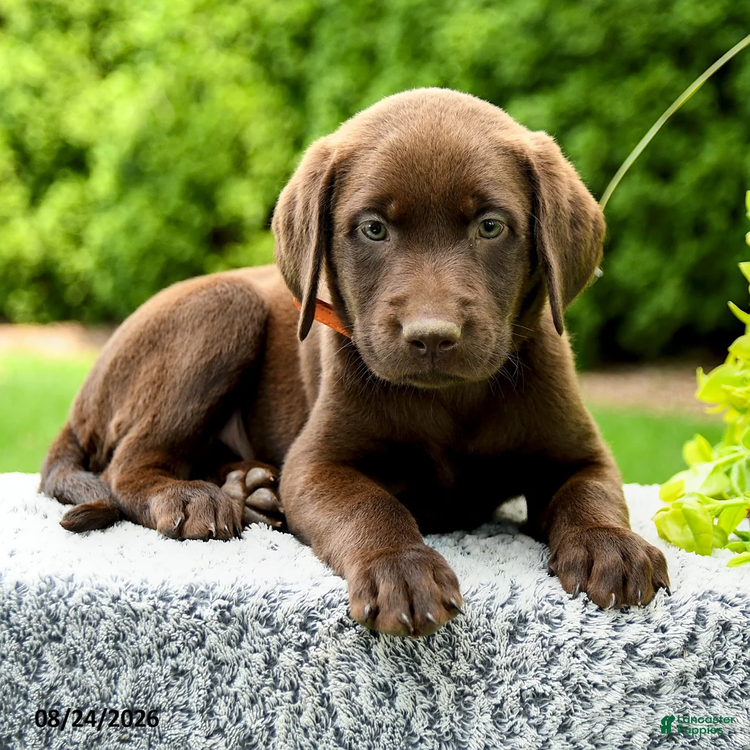 Labrador Retriever dogs for sale: Ryder - Ad 2