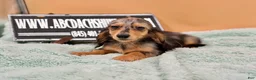 Miniature Dachshund dogs for sale: Miniature Dachshund Puppy 2 - Ad 13
