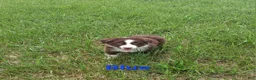 Australian Shepherd dogs for sale: Blue - Ad 6