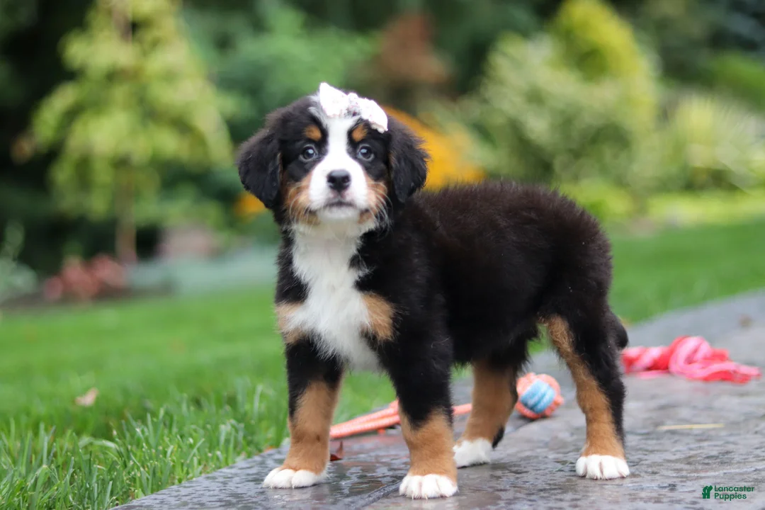 Bernese Mountain Dog dogs for sale: Dolly - Ad 1