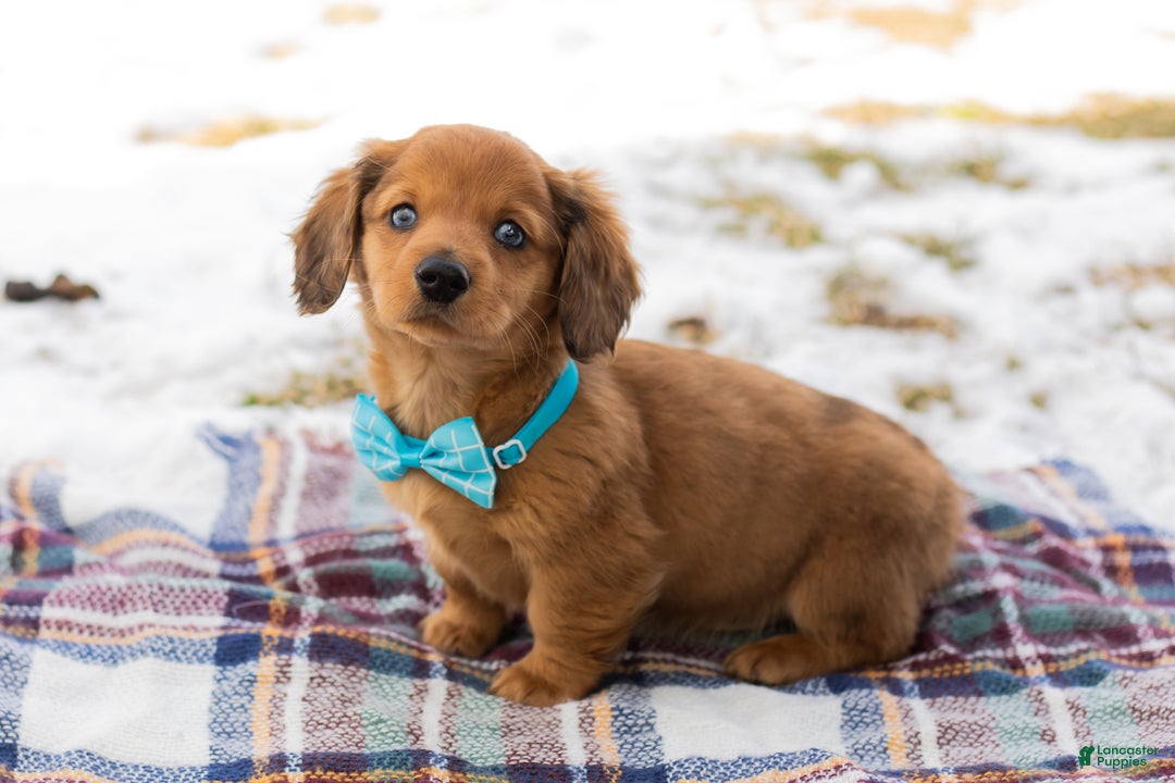 Miniature Dachshund dogs for sale: Leo - Ad 2