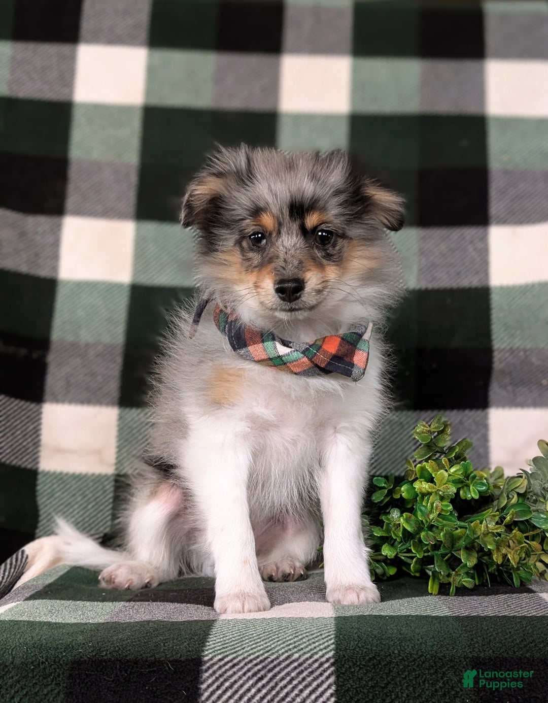 Pomeranian dogs for sale: Sanborn - Ad 3