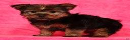 Yorkshire Terrier dogs for sale: Buddy - Ad 2