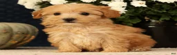 Havapoo dogs for sale: Kelly - Ad 3
