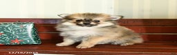 Pomeranian dogs for sale: Champ  - Ad 3