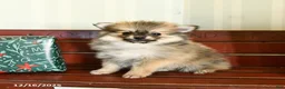 Pomeranian dogs for sale: Champ  - Ad 3