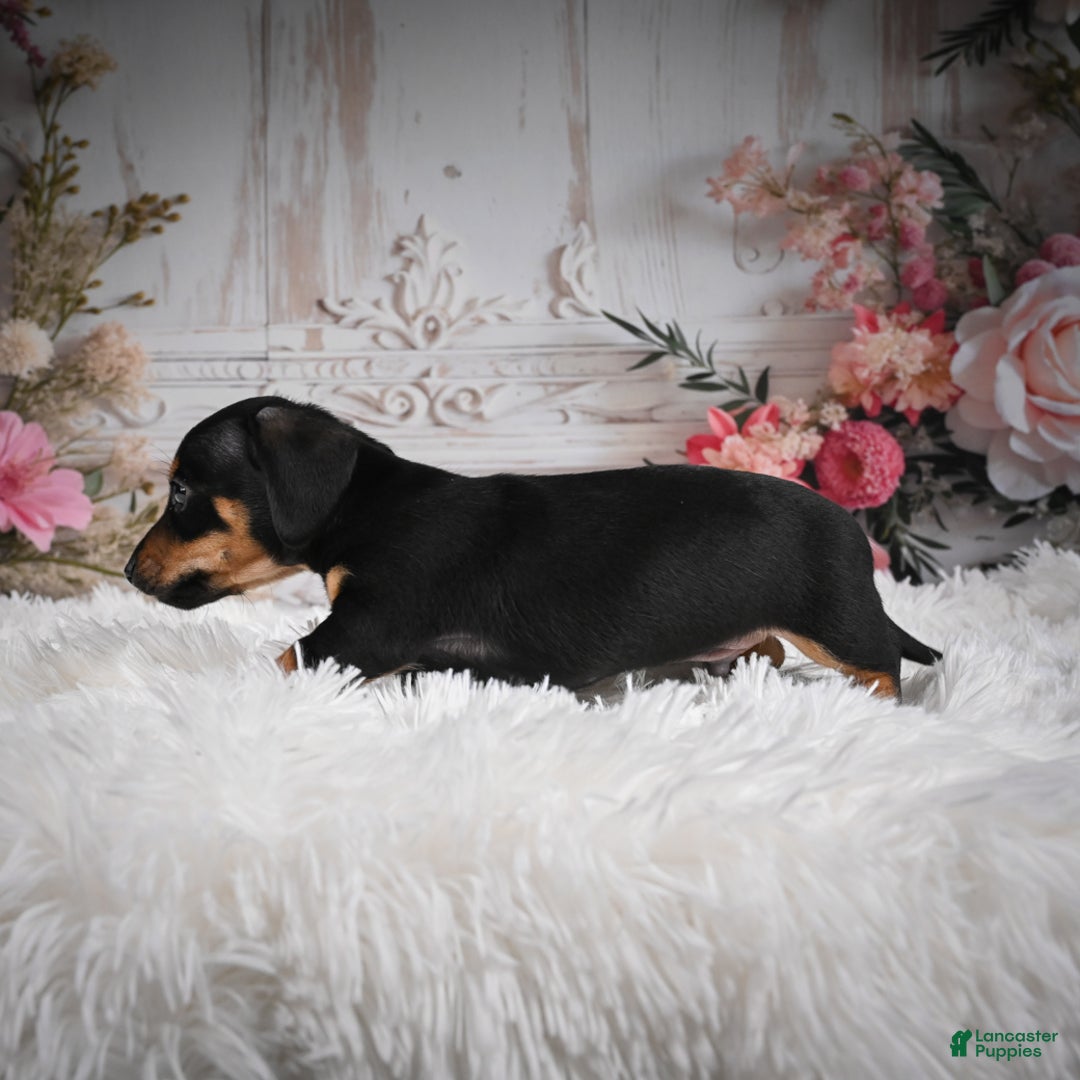 Miniature Dachshund dogs for sale: Pedro-AKC - Ad 6