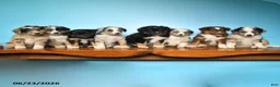 Miniature Australian Shepherd dogs for sale: Prince   - Ad 5