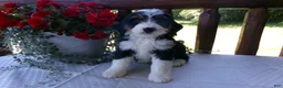 Mini Bernedoodle dogs for sale: Butter Cup - Ad 3