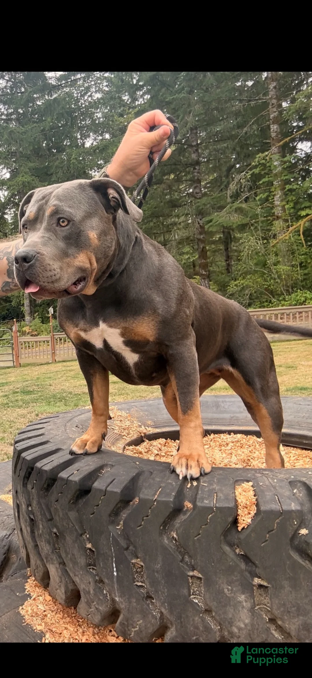 American Bully dogs for sale: American Bully 3 - Ad 14