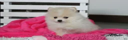 Pomeranian dogs for sale: Raine - Ad 4
