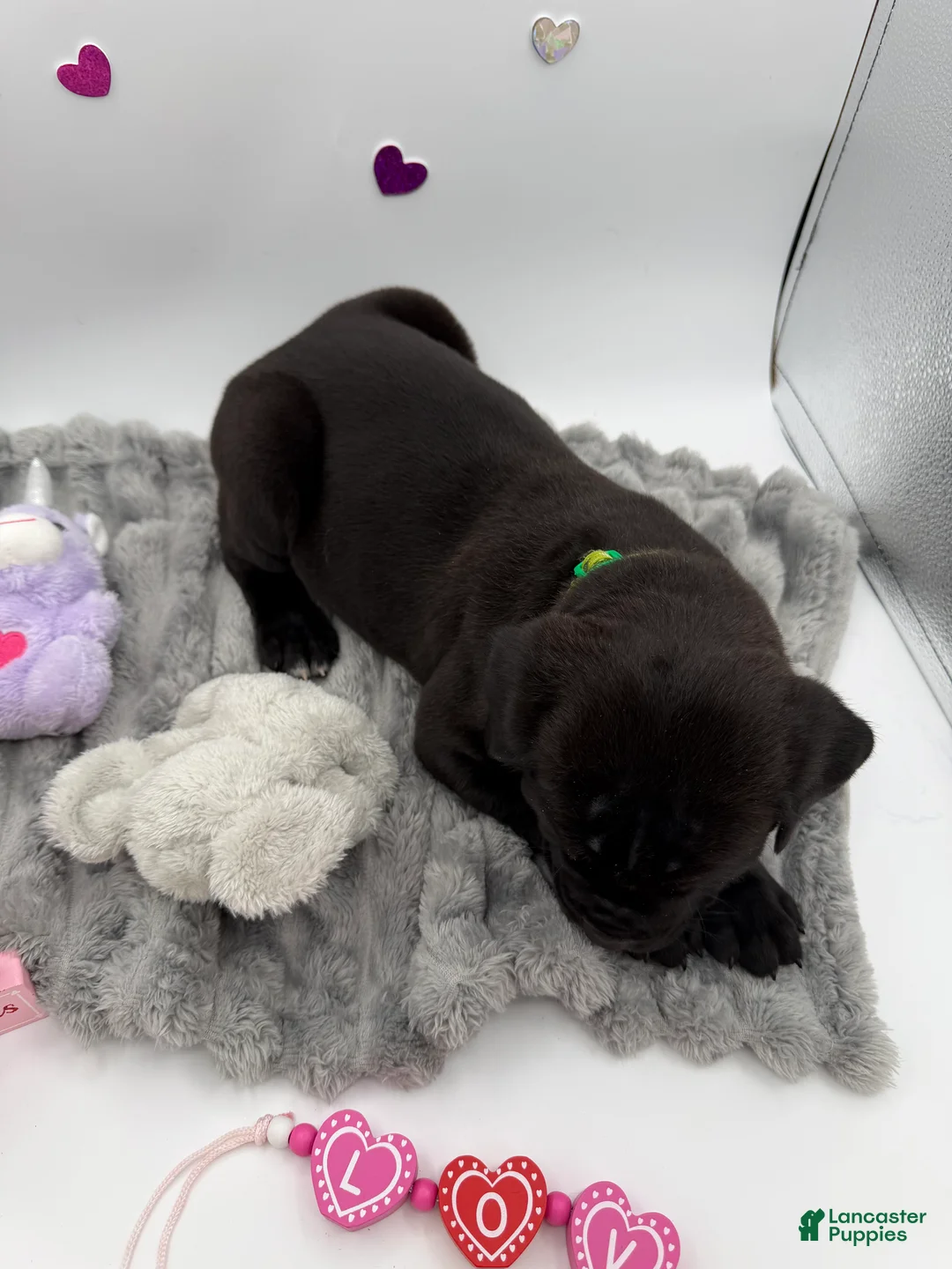 Cane Corso dogs for sale: Cane Corso Puppy 2 - Ad 2