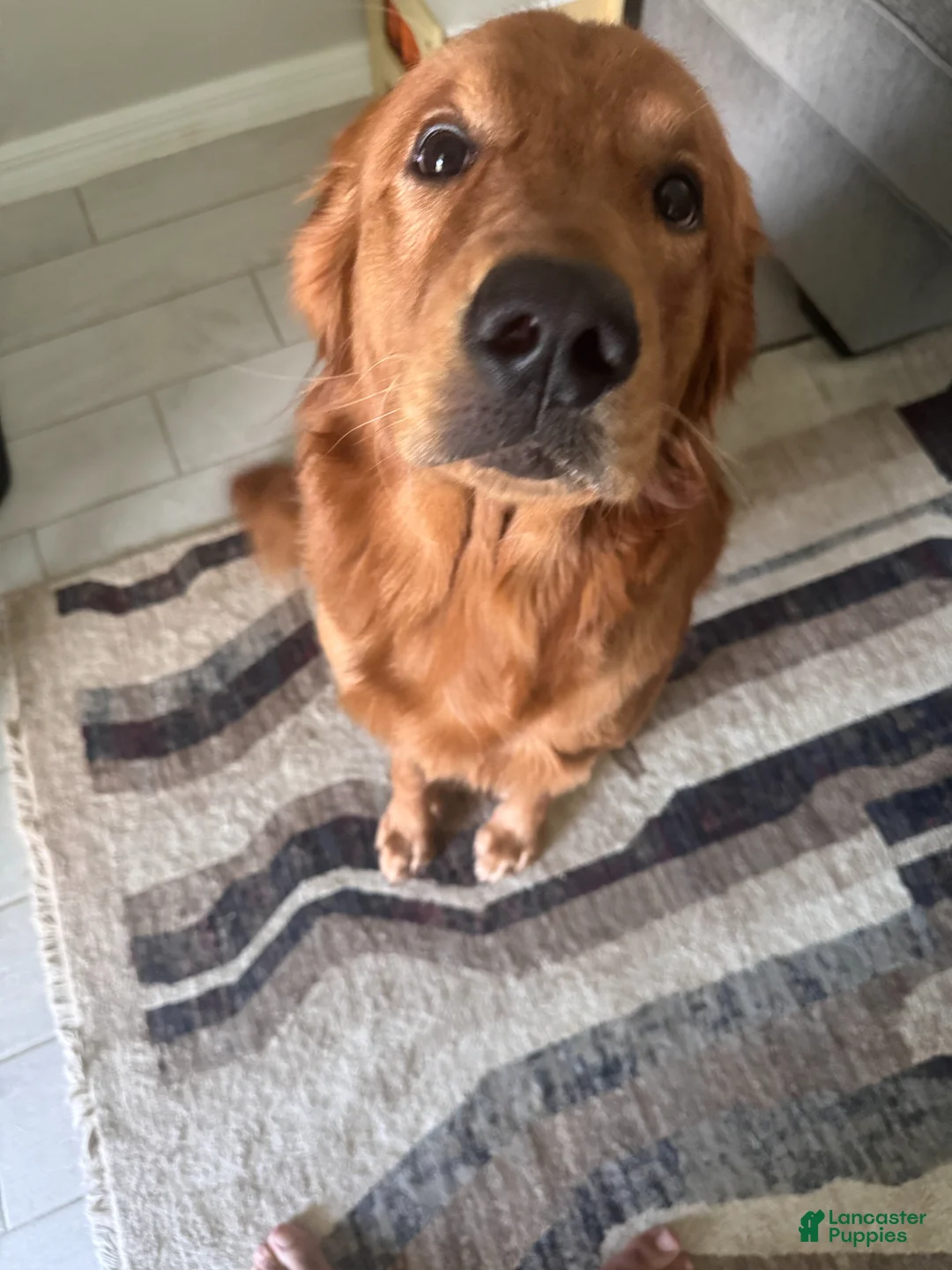 Mixed Breed dogs for sale: Mixed Breed Puppy 3 - Ad 3