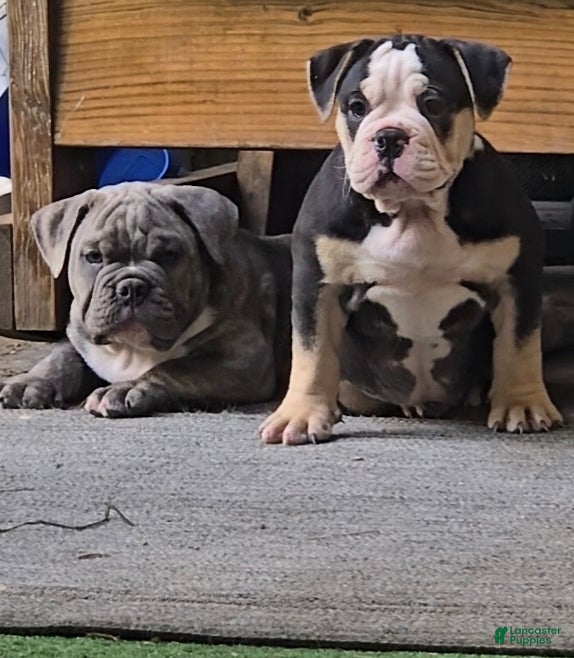 Olde English Bulldogge dogs Olde English Bulldogge Puppy 1 - Ad 2