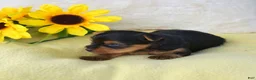 Yorkshire Terrier dogs for sale: Mickey - Ad 3