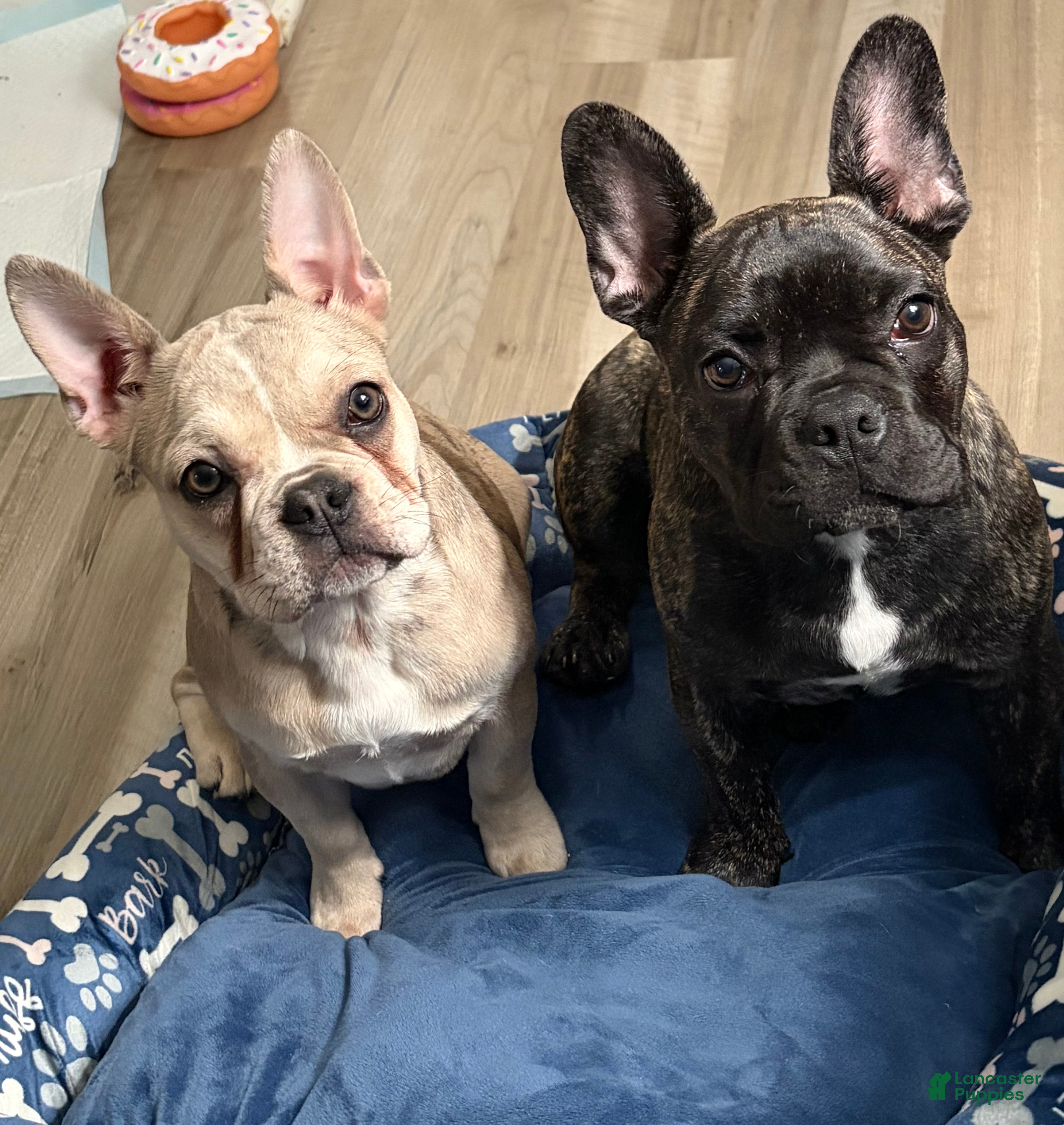 French Bulldog dogs French Bulldog Puppy 2 - Ad 10