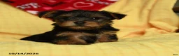 Yorkshire Terrier dogs for sale: Chanel - Ad 3