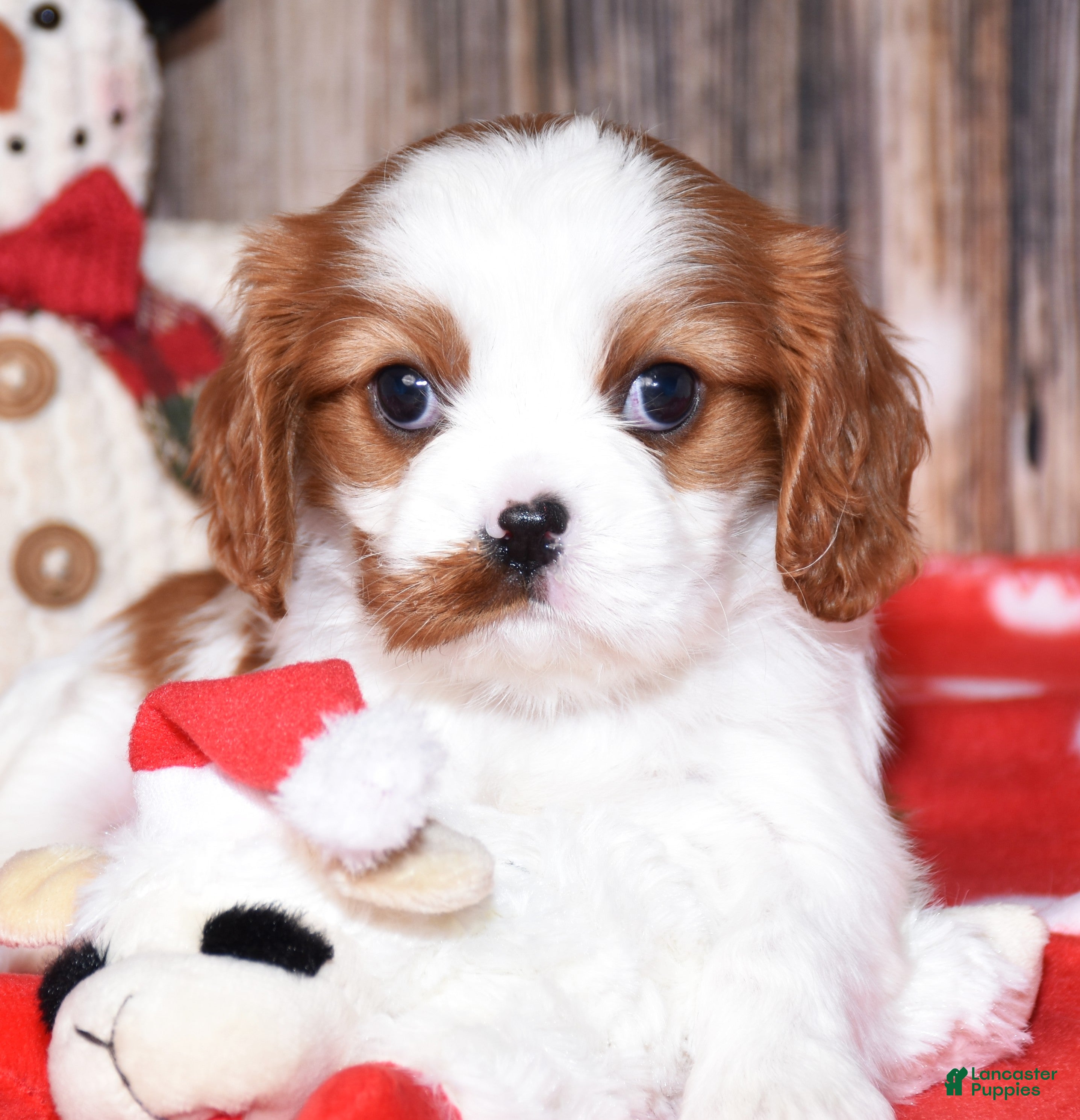 Cavalier King Charles Spaniel dogs Bryer - Ad 17