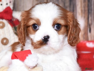 Cavalier King Charles Spaniel dogs Bryer - Ad 29