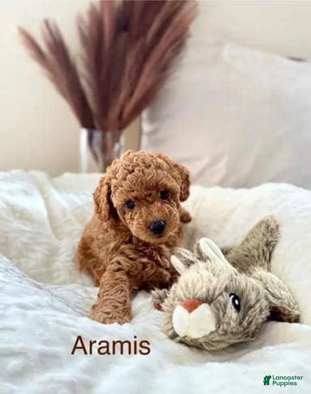 Toy Poodle dogs for sale: Aramis - Ad 1