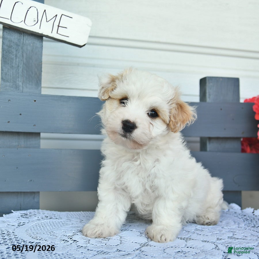 Havanese dogs for sale: Captain  - Ad 2