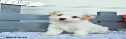 Havanese dogs for sale: Captain  - Ad 1