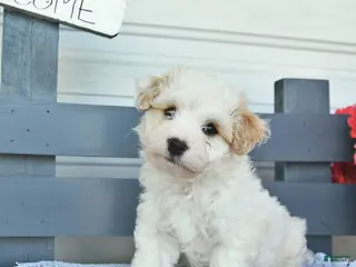 Havanese dogs for sale: Captain - Ad 2