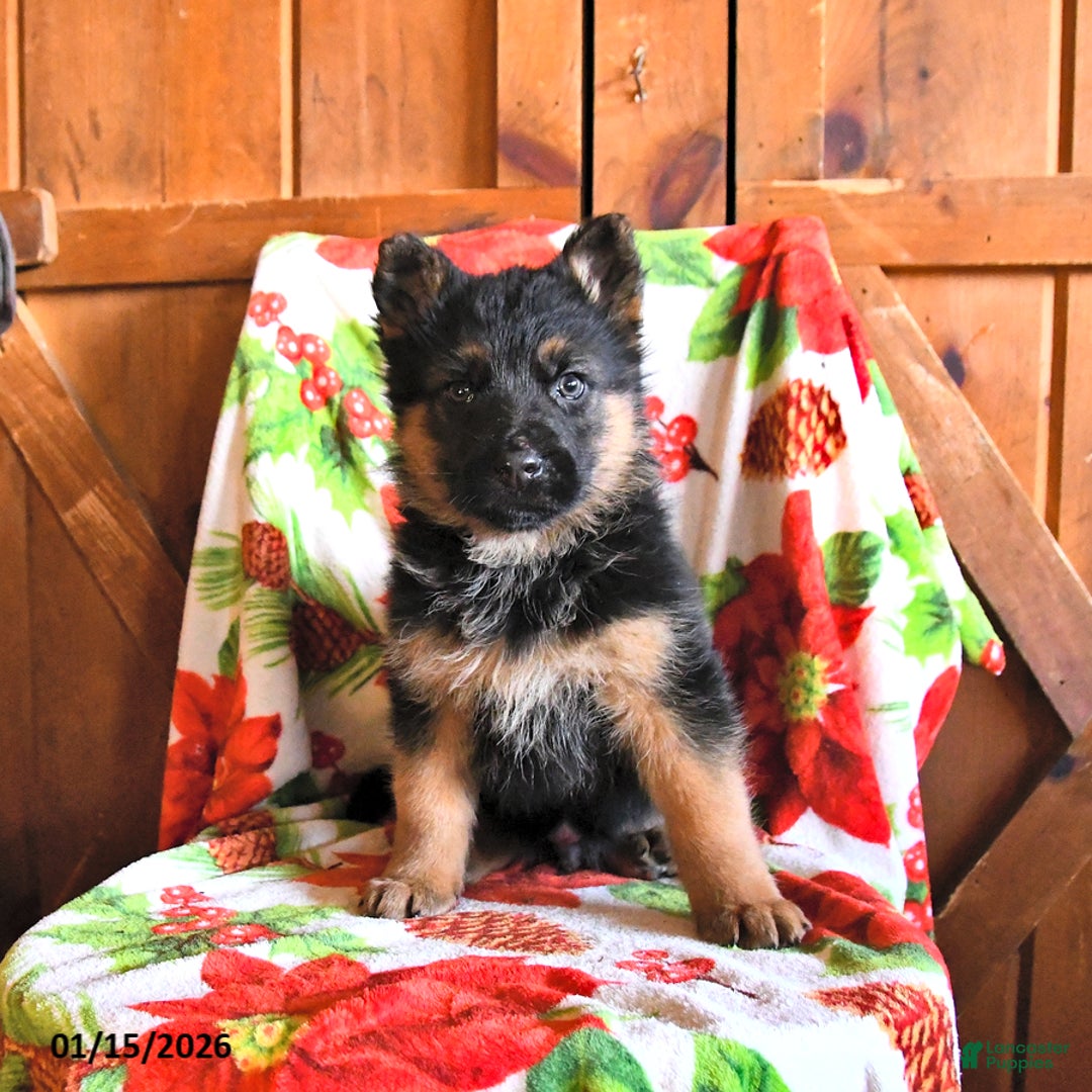 German Shepherd dogs for sale: Pistol - Ad 3