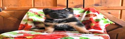 German Shepherd dogs for sale: Pistol - Ad 3