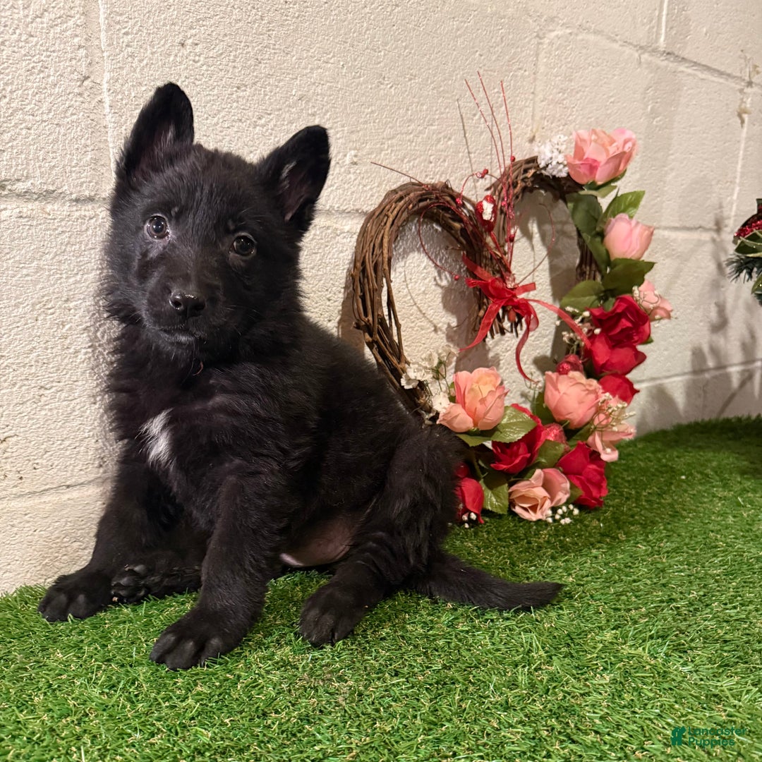 German Shepherd dogs for sale: SCAMPI - Ad 2