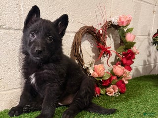 German Shepherd dogs SCAMPI - Ad 22