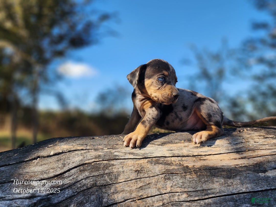 Catahoula Leopard Dog dogs for sale: Houdini 2025 Female 1 - Ad 8