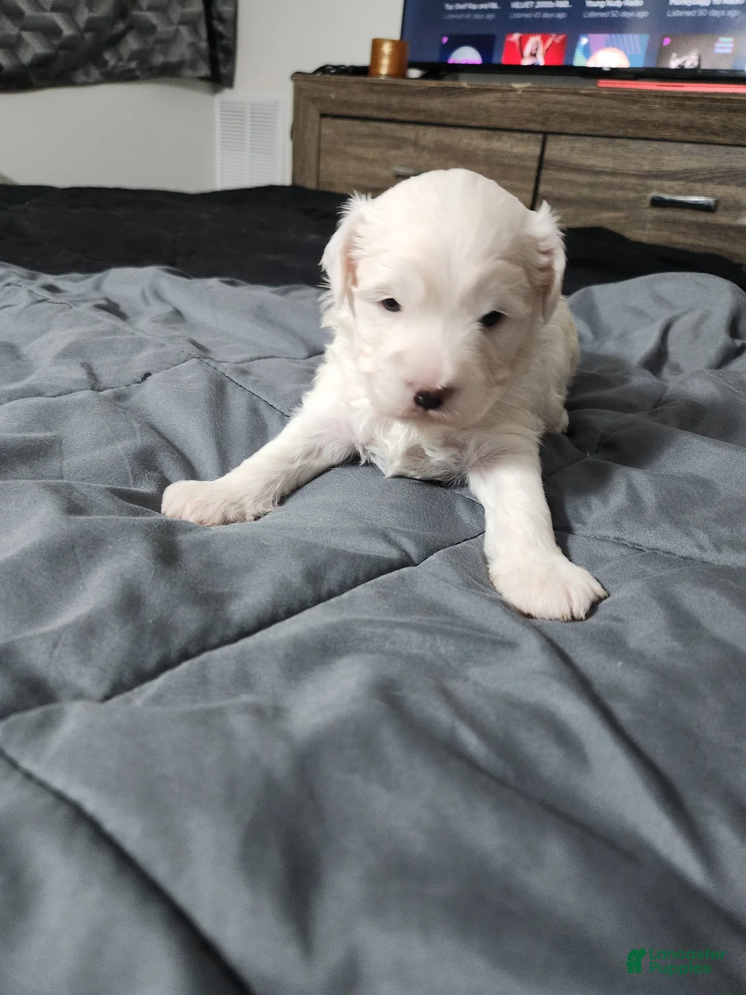 Maltipoo dogs for sale: Maltipoo Puppy 2 - Ad 2