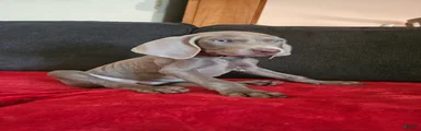 Weimaraner 8