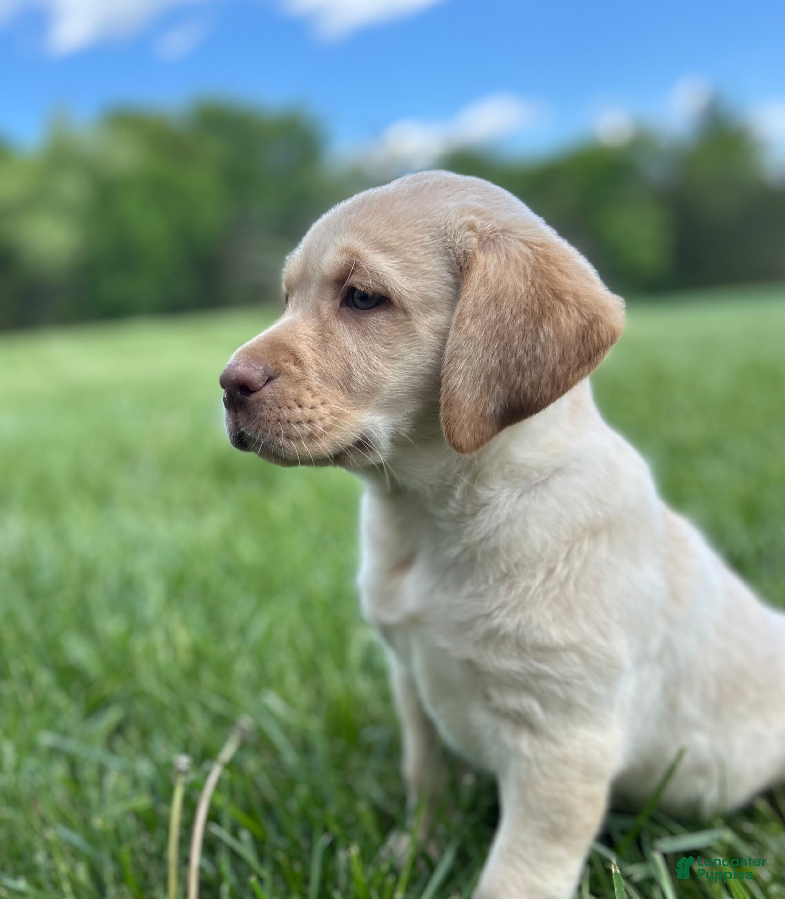 Labrador Retriever dogs Dixie - Ad 23