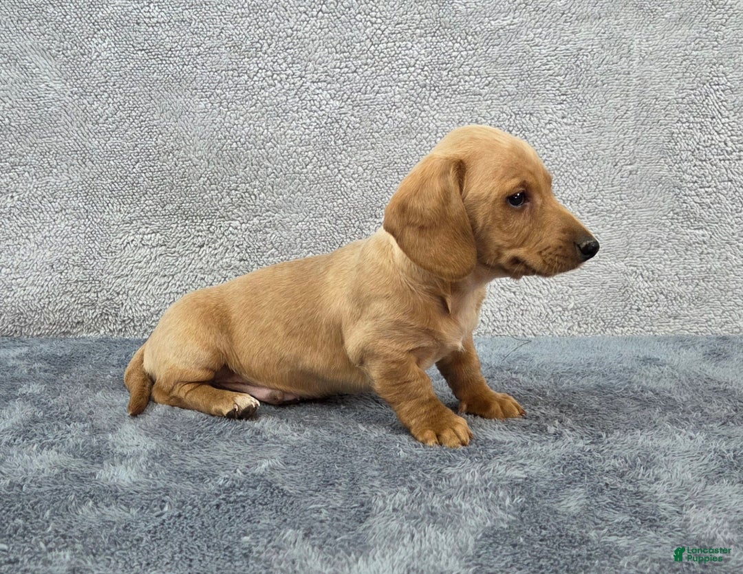 Miniature Dachshund dogs for sale: Baxter  - Ad 1