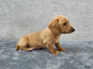 Miniature Dachshund dogs Baxter - Ad 17