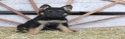German Shepherd dogs for sale: Diva  - Ad 3