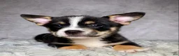 Mixed Breed dogs for sale: Miss Daisy  - Ad 4