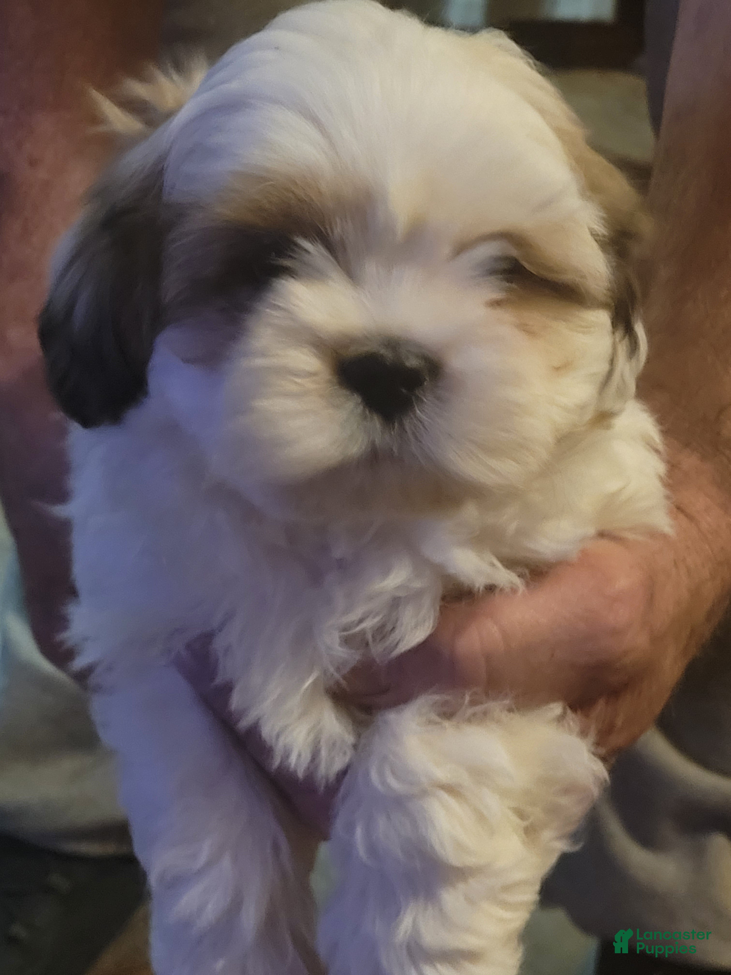 Lhasa Apso dogs Lhasa Apso Puppy 2 - Ad 23