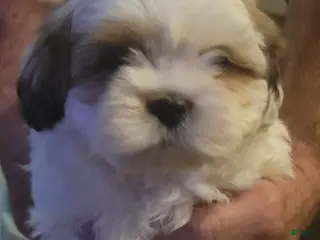 Lhasa Apso dogs Lhasa Apso Puppy 2 - Ad 12