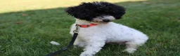Maltipoo dogs for sale: Cosmo - Ad 12