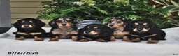 Miniature Dachshund dogs for sale: Tobie - Ad 5