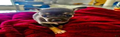 Chihuahua 2