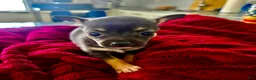 Chihuahua dogs for sale: Chihuahua 2 - Ad 1