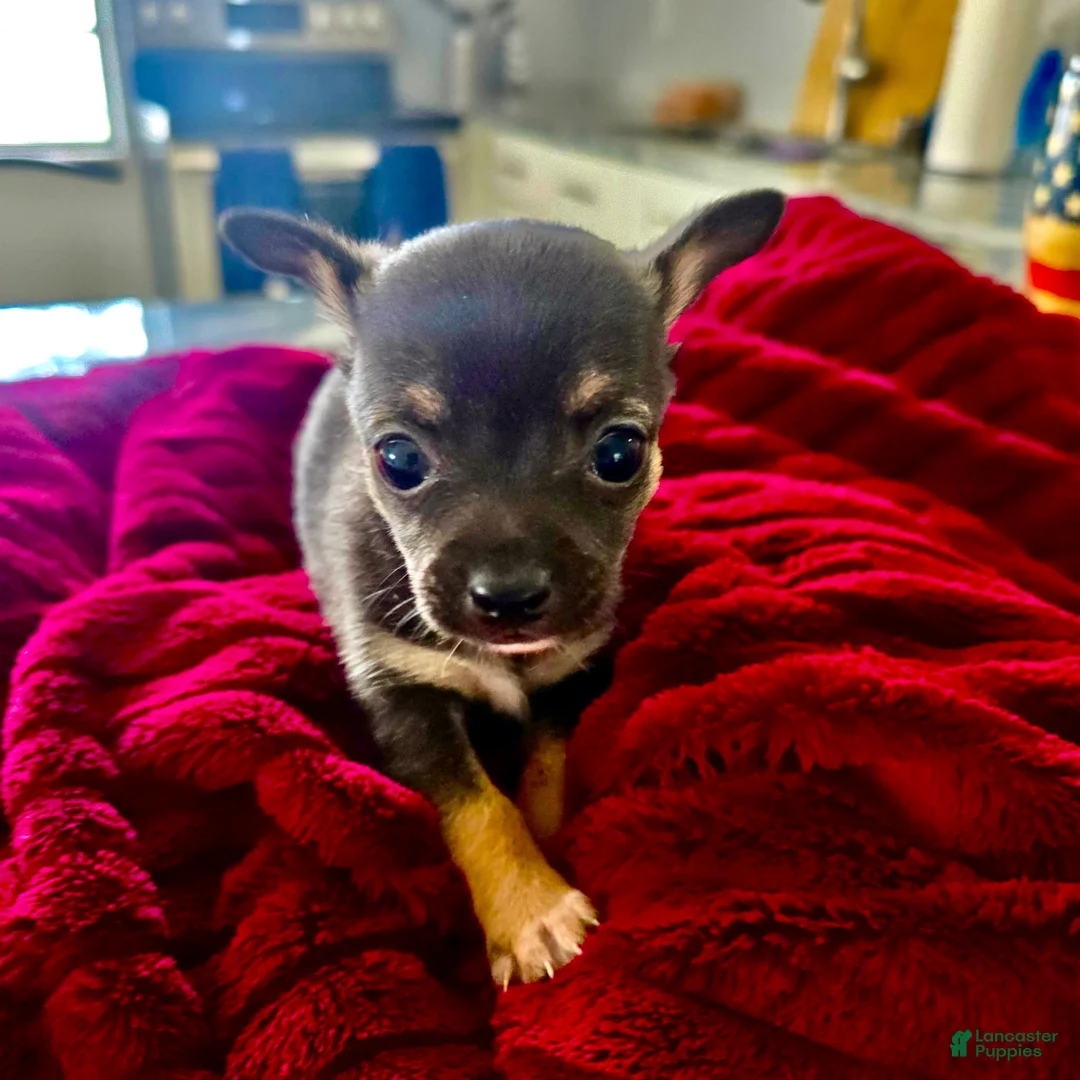 Chihuahua dogs for sale: Chihuahua 2 - Ad 1